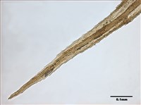 Philonotis mollis (Dozy et Molk.) Mitt. Collection Image, Figure 7, Total 20 Figures